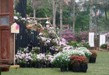 萬金杜鵑在大安森林公園 30日起宜蘭綠博展出 萬金杜鵑在大安森林公園 30日起宜蘭綠博展出