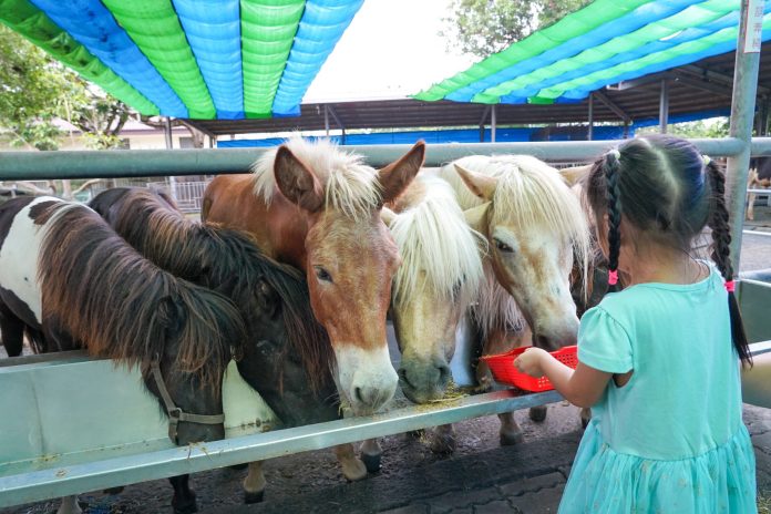 阿里山腳下的親子天堂 中埔鄉2天1夜玩樂提案 阿里山腳下的親子天堂 中埔鄉2天1夜玩樂提案