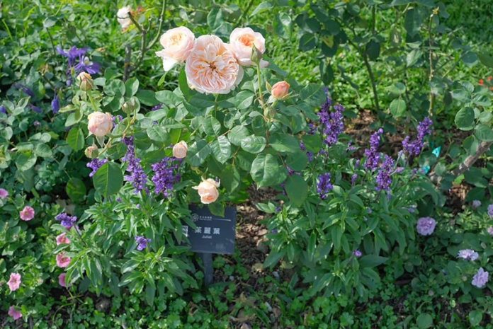 38bc2d57-ab71-4eed-a004-d558b7b33a81 拷貝 圖/台北市政府提供