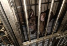 新北動保處籲情侶分手勿讓「牠」成為受害者 圖/新北市政府提供