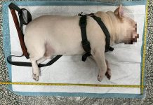 法鬥犬遭關車內猝死 動保處籲寵物勿獨留車內 圖/台北市政府提供