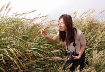 臺北大縱走!「芒」裡偷閒享受秋日美景 圖/台北市政府