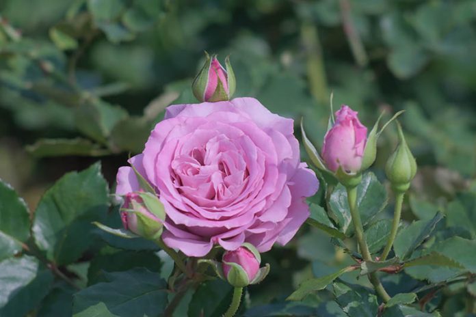 圖/台北市政府提供