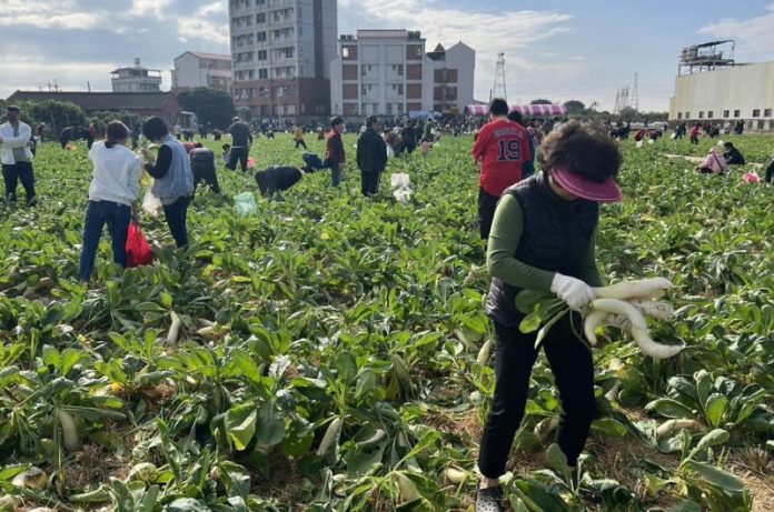 雲林千人拔蘿蔔募4萬元 捐小天使做公益助弱勢