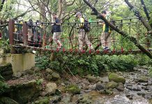 走春相遇 樟樹步道魯冰花海 圖/台北市政府提供