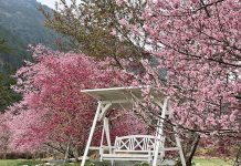 影/賞櫻何必去日韓 武陵櫻花季等你來 圖/交通部提供