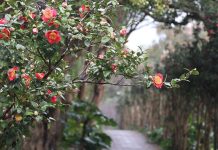 歡喜過新年 花卉中心百花齊放 圖/台北市政府提供