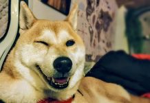 跨年煙火聲寵物易驚嚇 呼籲飼主注意防護 (圖/示意圖)