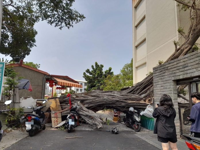 IMG_3824 老榕樹突倒塌,壓毀遮陽棚及數部機車。(圖/翻攝台南大小事)