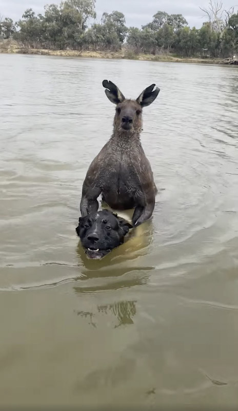 莫洛尼的愛犬哈奇被袋鼠拖到河中險被溺斃。圖/翻攝自Knowledge Network Animals Youtube