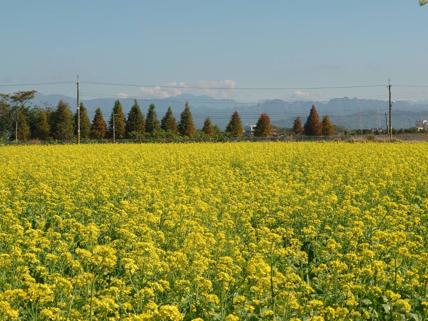 芬園鄉秘境花海吸引遊客 前所未見的三色同框美景現身 - https://www.watchmedia01.com