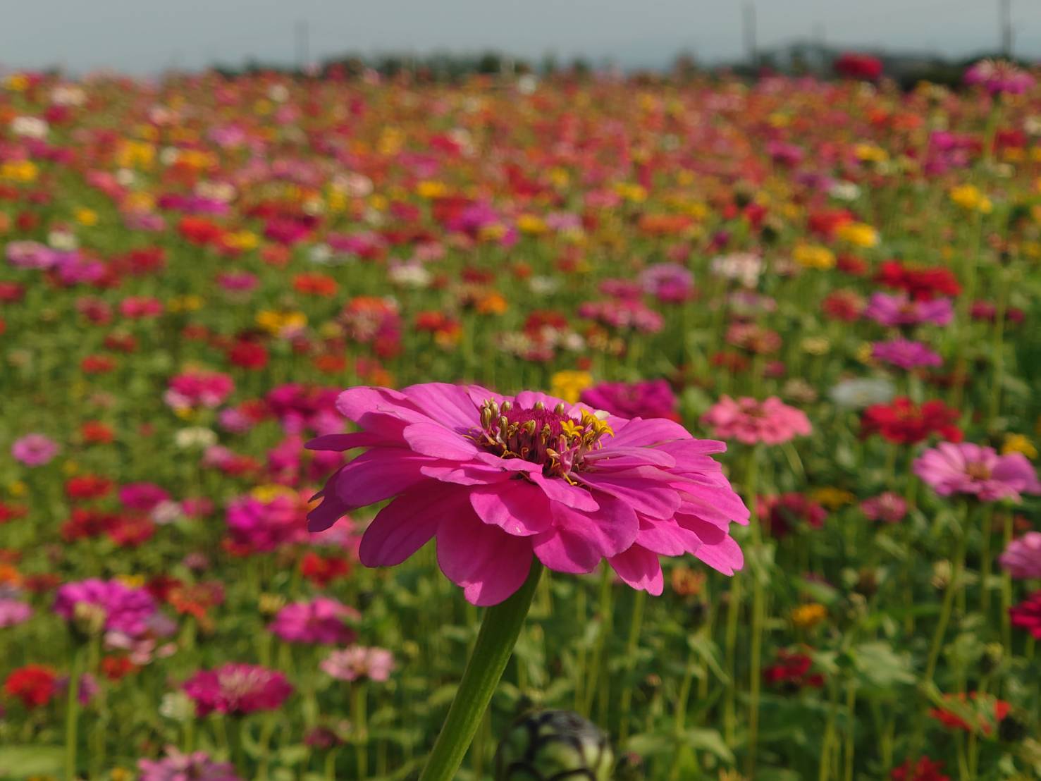 芬園鄉秘境花海吸引遊客 前所未見的三色同框美景現身 - https://www.watchmedia01.com