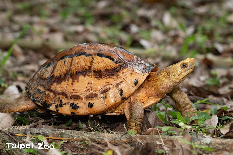 臺北動物園收容龜類獲新歸宿 成為歐洲保育繁殖計畫生力軍