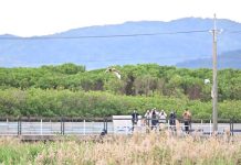 北市動保處呼籲賞鳥民眾勿造成野生動物驚「鵟」 圖/台北市政府提供