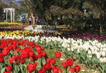 臺北茶花展今開展 新舊品種爭鋒 鬱金香、風信子、番紅花共譜陽明山賞花序曲 圖/台北市政府提供