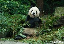 大貓熊「團團」離開 生命無常標本永留傳 臺北動物園讓智慧長存 圖/台北市政府提供