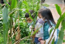 北市校校有田園,99校示範推動垂直綠化,實踐綠色校園 圖/台北市政府提供