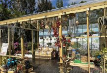 國家育種菊花現身菊展 士林官邸順遊景點一次打包 圖/台北市政府提供