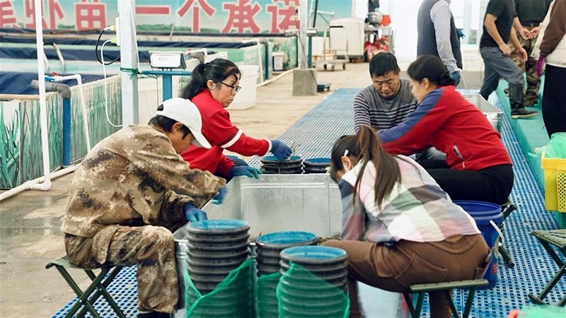 熟練的「挑蟹師」正在行螃蟹分揀工作。圖/引自極目新聞