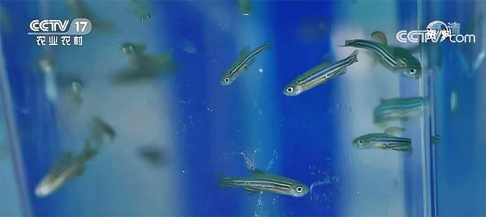 圖說：大陸太空站將在太空養斑馬魚，斑馬魚體長雖僅3、4公分，但生命力旺盛，繁殖能力強，一年可繁殖6、7次。（取材央視）