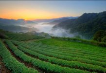 搭《茶金》熱潮想當新茶王嗎?坪林150萬茶園地可圓夢