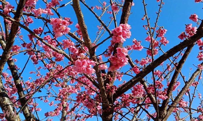 wm20250117180325330537