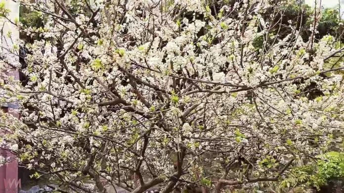 wm20250223212830429786