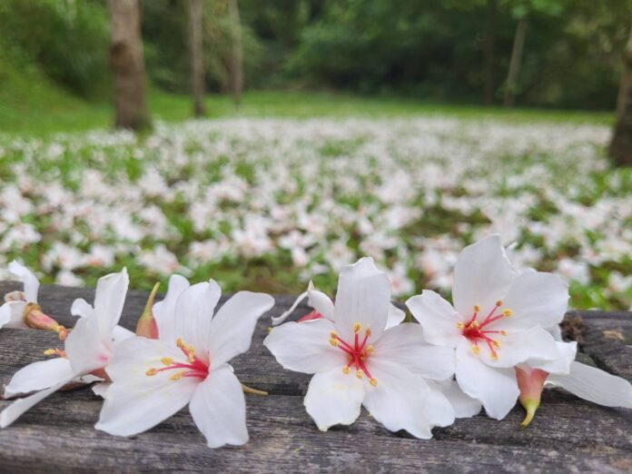 wm20250402165949284163