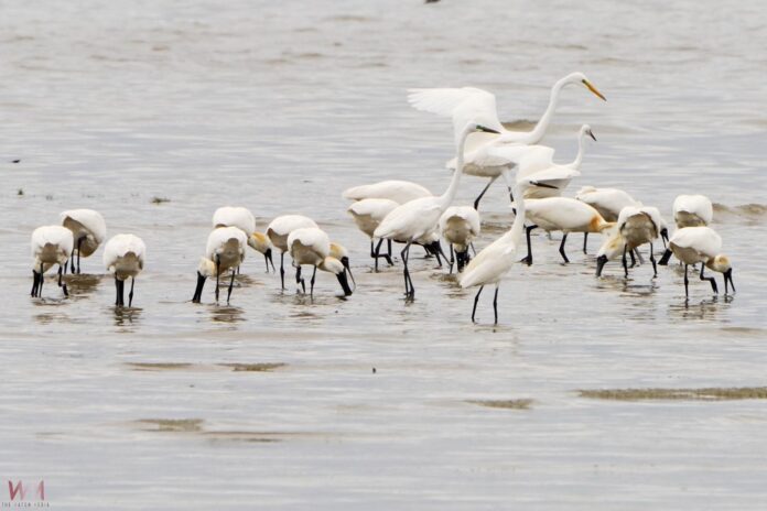 wm20250409175232523047