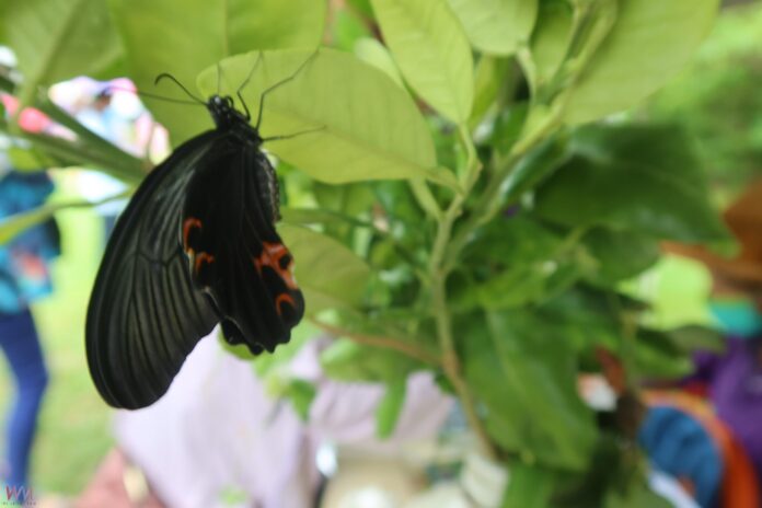 wm20250511182726996158