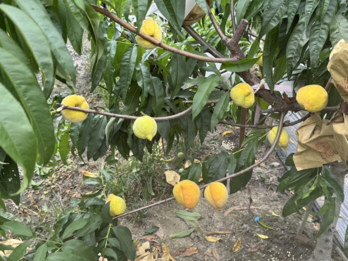 wm20250512200236258588