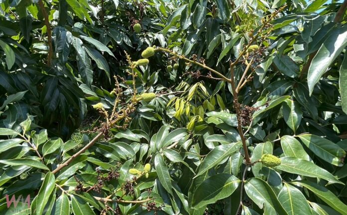 wm20250516211701644367