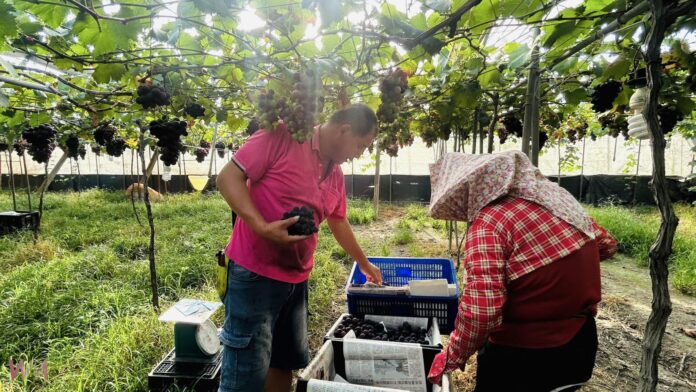 wm20250521203409276705