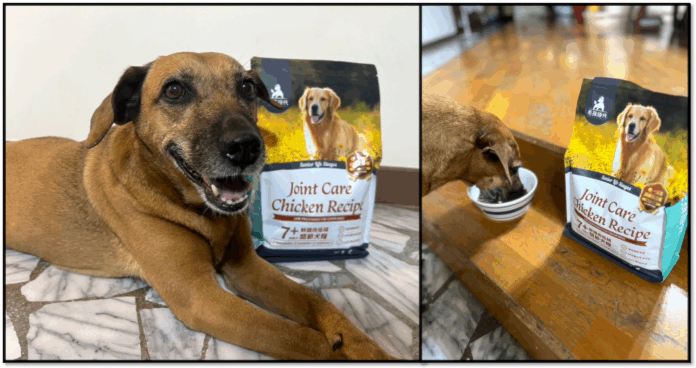 wm20250529143927487151 毛孩時代推出專為熟齡犬設計的低磷關節狗飼料,成為守護毛孩晚年健康的重要營養選擇。(品牌提供)