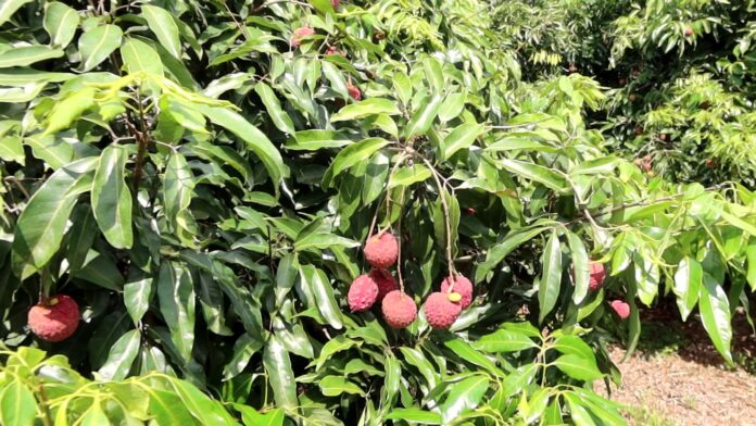 wm20250602202404637663