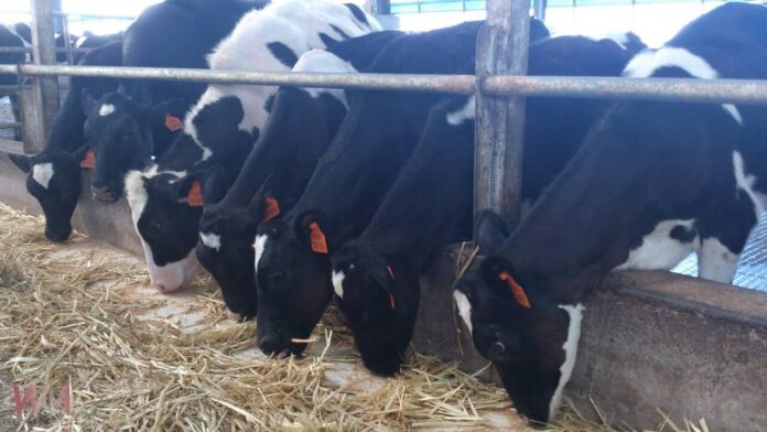 wm20250617195903031284