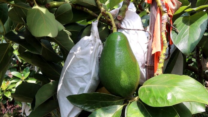 wm20250618104738967712