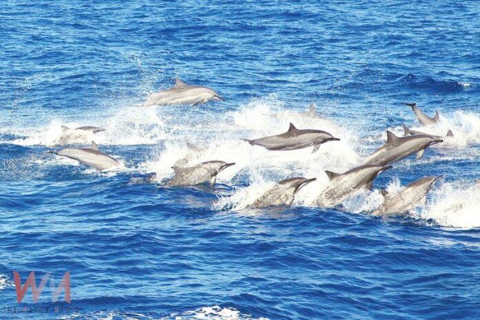 wm20250725155544617085