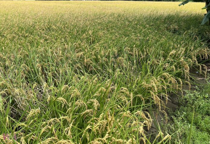 wm20250731174357171415