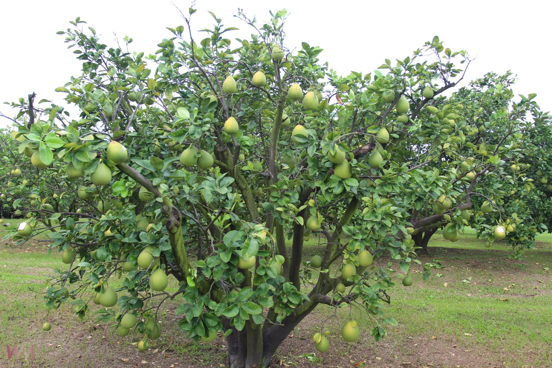 斗六文旦面臨楊柳撲襲考驗    縣長張麗善關心果園防颱