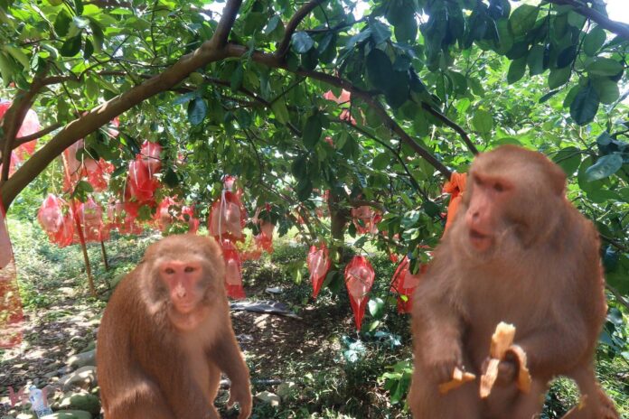 wm20250904194425417034