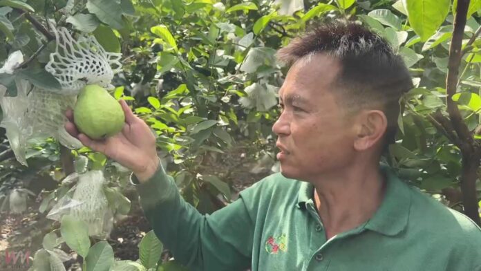 wm20251117204455662225