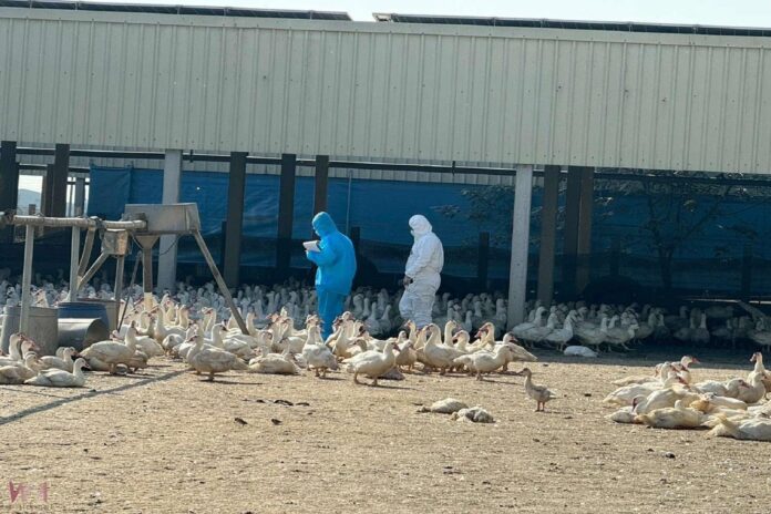 wm20251216164533731256