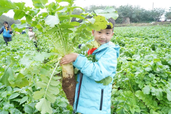 三芝走春拔蘿蔔 新北食農教育照顧市民