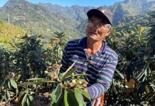 中市枇杷高溫災損 農業局2/5前可申請現金救助 中市枇杷高溫災損 農業局2/5前可申請現金救助