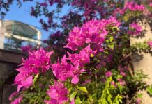 不讓聖誕紅專美於前 「這些」植物葉色也好美 (圖/新北市政府綠美化環境景觀處)