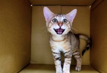 中藥驅蟲 虎斑萌貓重獲健康 圖/新北市政府提供