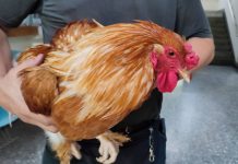 全家超商半夜驚見梵天雞闖入討食 新北動保處代尋失主 全家超商半夜驚見梵天雞闖入討食 新北動保處代尋失主