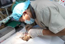 單身萌貓想脫單 新北動保處化身「月老」牽紅線 圖/新北市政府提供