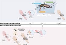 更早具有傳染力 國衛院揭示登革熱新傳播模式 圖/國家衛生研究院提供